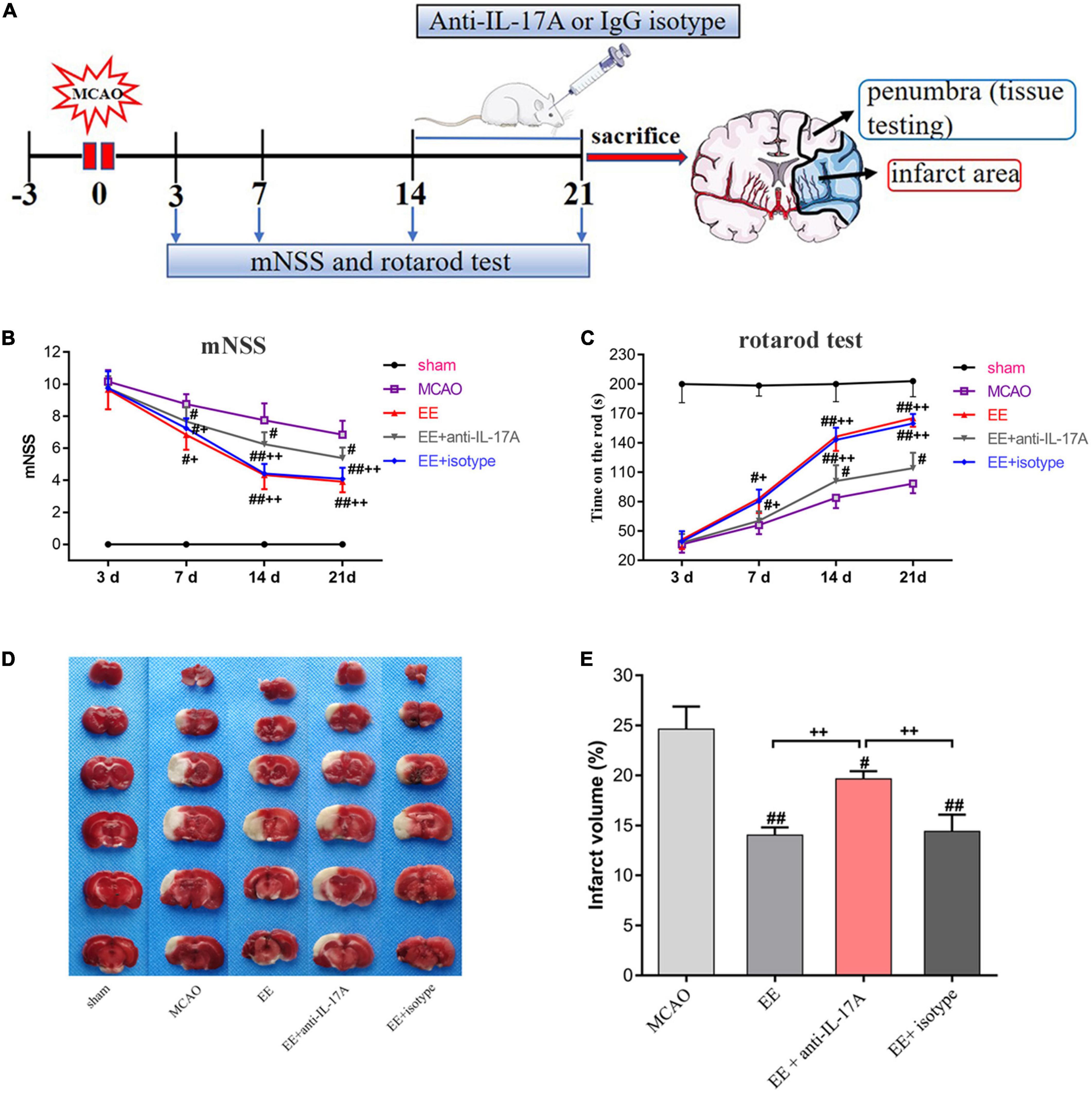 Enriched environment promotes post-stroke angiogenesis through astrocytic interleukin-17A